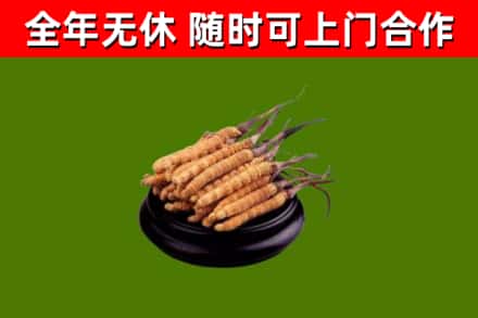 新平回收散虫草