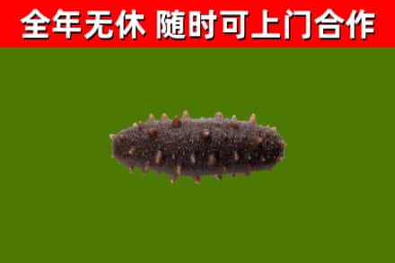 新平回收海参干